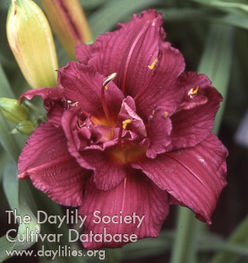 Daylily Double Purple Thrill